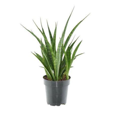 Горшечные цветы и растения оптом Sansevieria Kirkii Friends P12 от 6шт из Голландии с доставкой по России