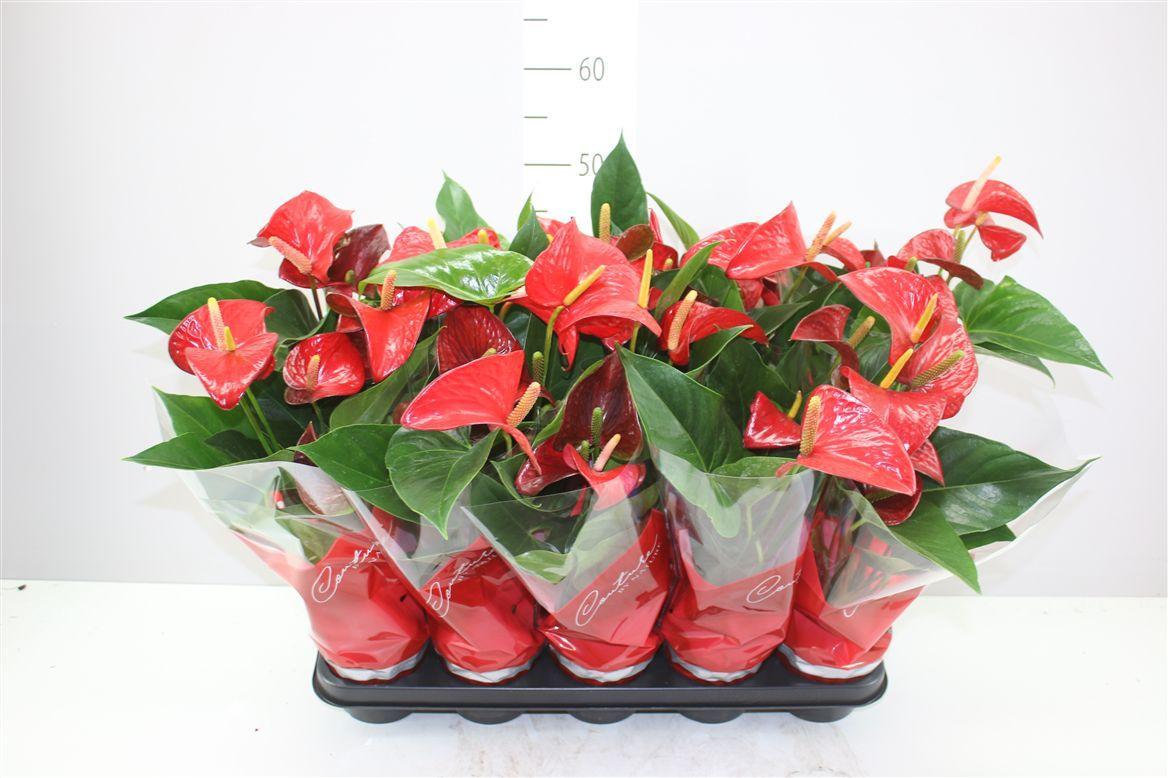 Горшечные цветы и растения оптом Anth An Red Bull от 10шт из Голландии с доставкой по России