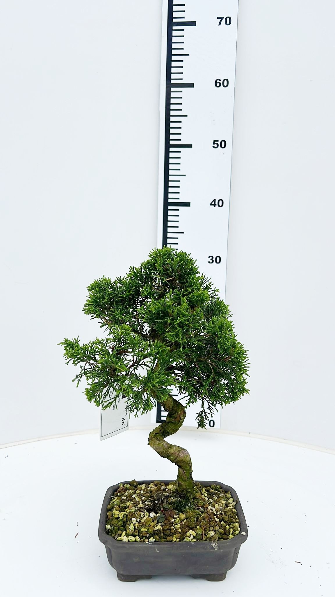 Горшечные цветы и растения оптом Juniperus Chinensis, 16cm., Height 30cm. (single I от 1шт из Голландии с доставкой по России