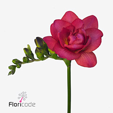 Срезанные цветы оптом Freesia do expression от 100шт из Голландии с доставкой по России