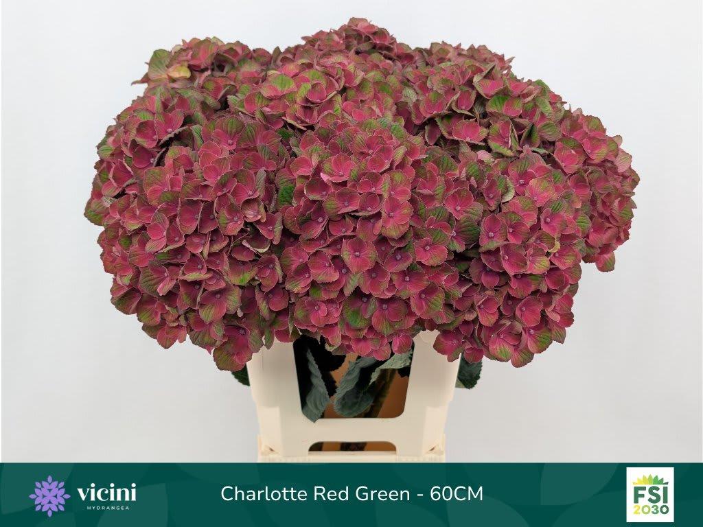 Срезанные цветы оптом Hydrangea mag charlotte от 10шт. из Голландии с доставкой по России