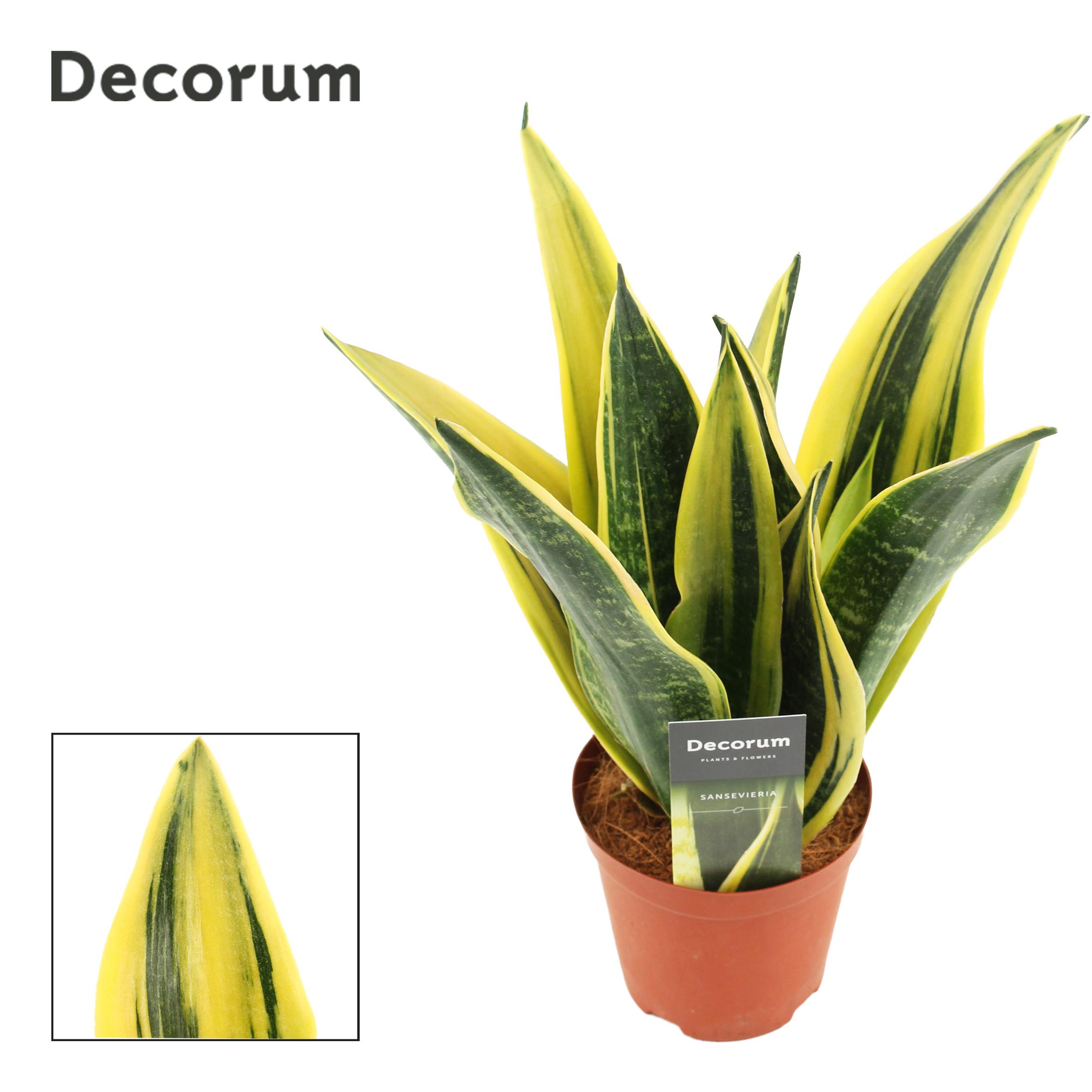 Горшечные цветы и растения оптом Sansevieria Golden Flame от 5шт из Голландии с доставкой по России