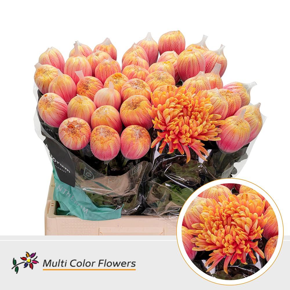 Срезанные цветы оптом Chrys bl paint antonov sunshine от 40шт из Голландии с доставкой по России