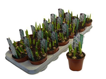 Горшечные цветы и растения оптом Ornithogalum Balansea от 18шт (для телеги) из Голландии с доставкой по России Горшечные цветы и растения оптом Ornithogalum Balansea от 18шт (для телеги) из Голландии с доставкой по России