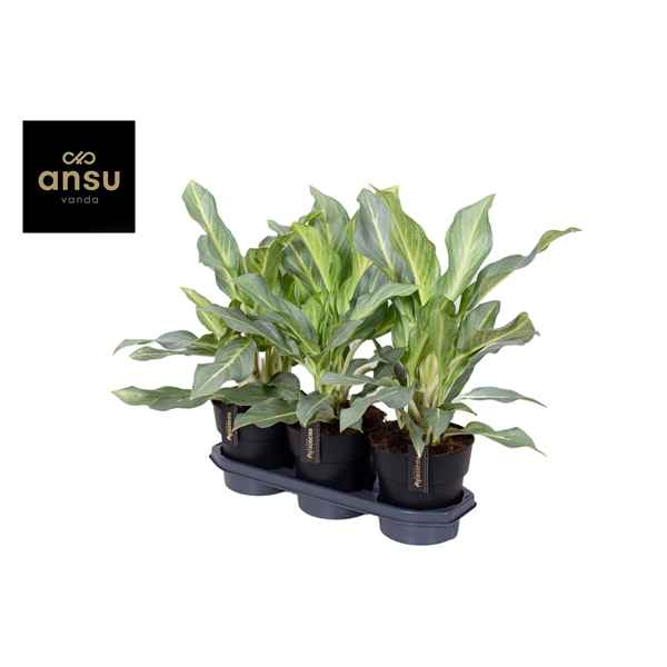 Горшечные цветы и растения оптом Aglaonema Aqua Green от 3шт из Голландии с доставкой по России