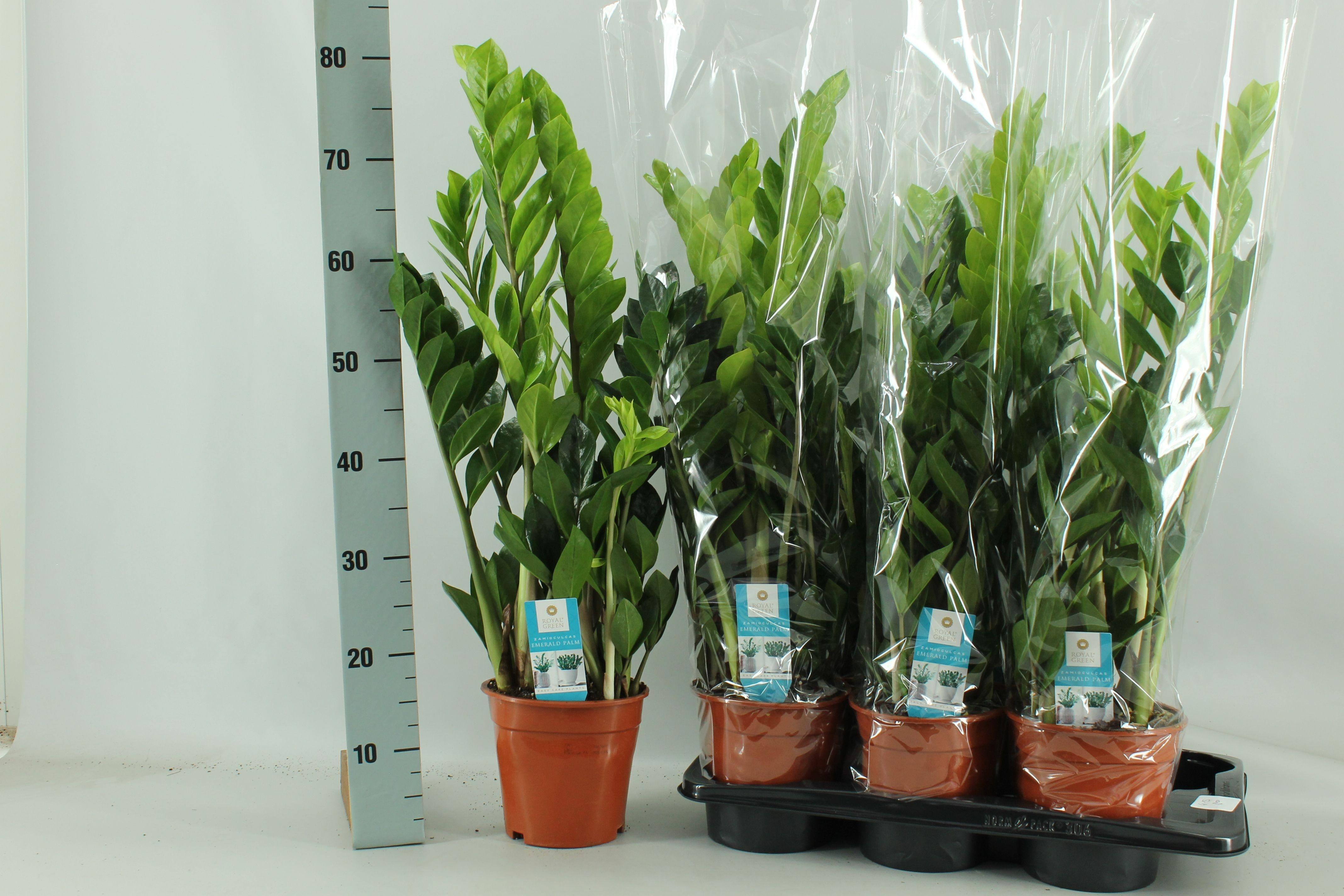 Горшечные цветы и растения оптом Zamioculcas Zamiifolia от 6шт из Голландии с доставкой по России