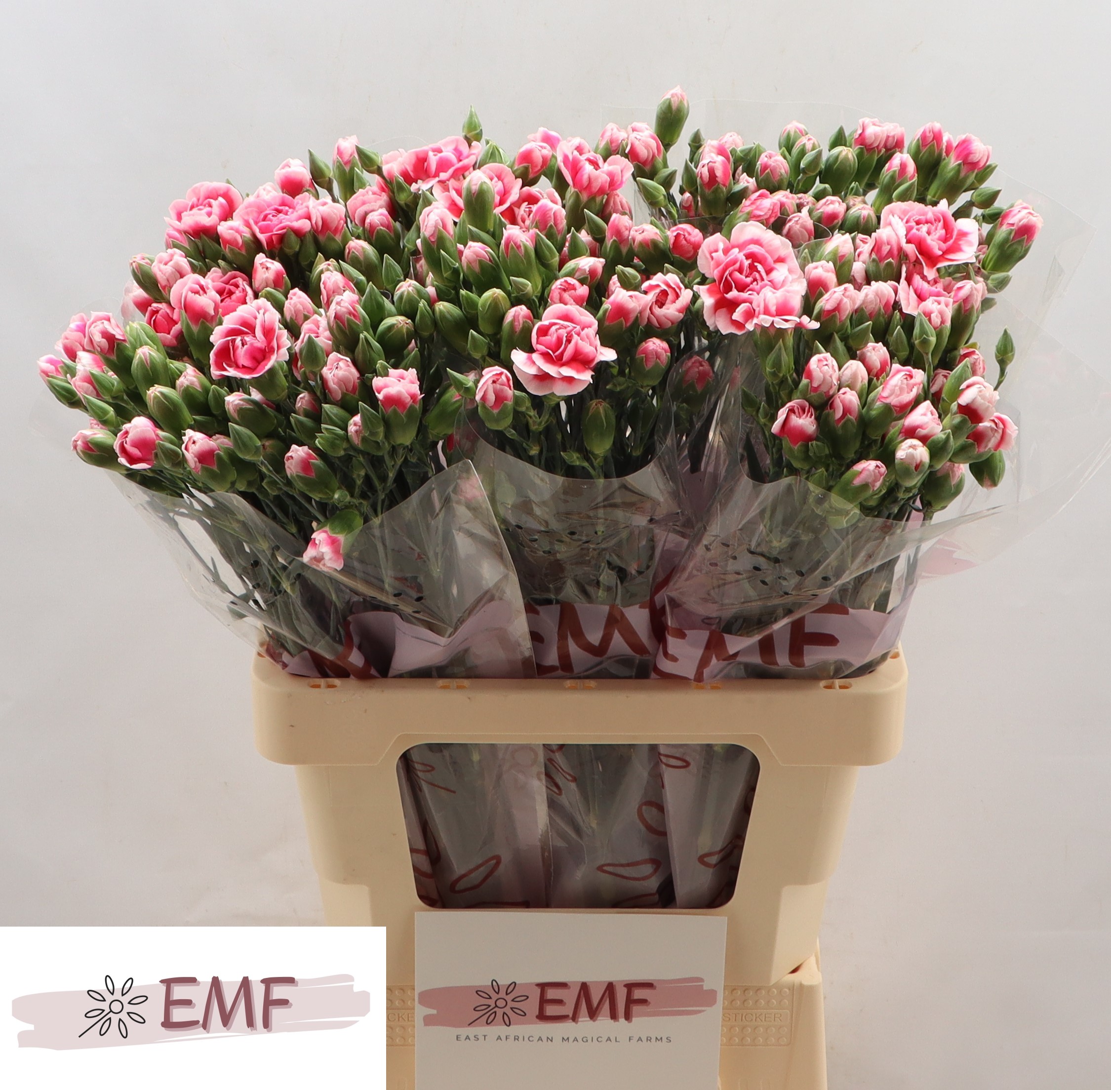 Срезанные цветы оптом Dianthus sp cosmocherry от 60шт из Голландии с доставкой по России
