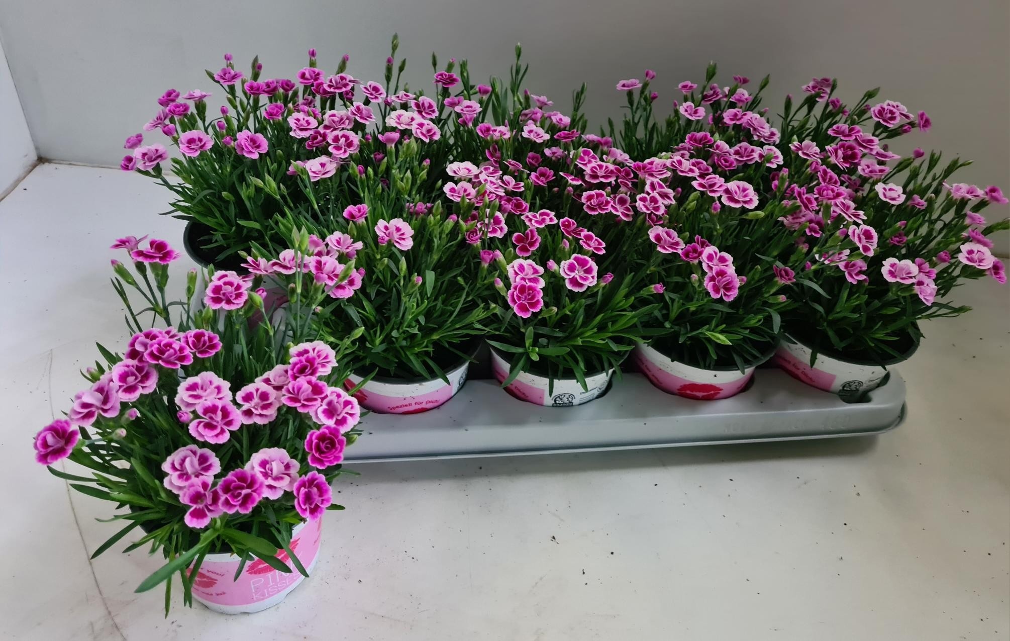 Горшечные цветы и растения оптом Dian Di Pink Kisses от 10шт из Голландии с доставкой по России