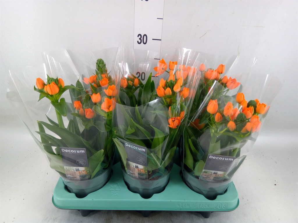 Горшечные цветы и растения оптом Ornithogalum Dubium от 6шт из Голландии с доставкой по России