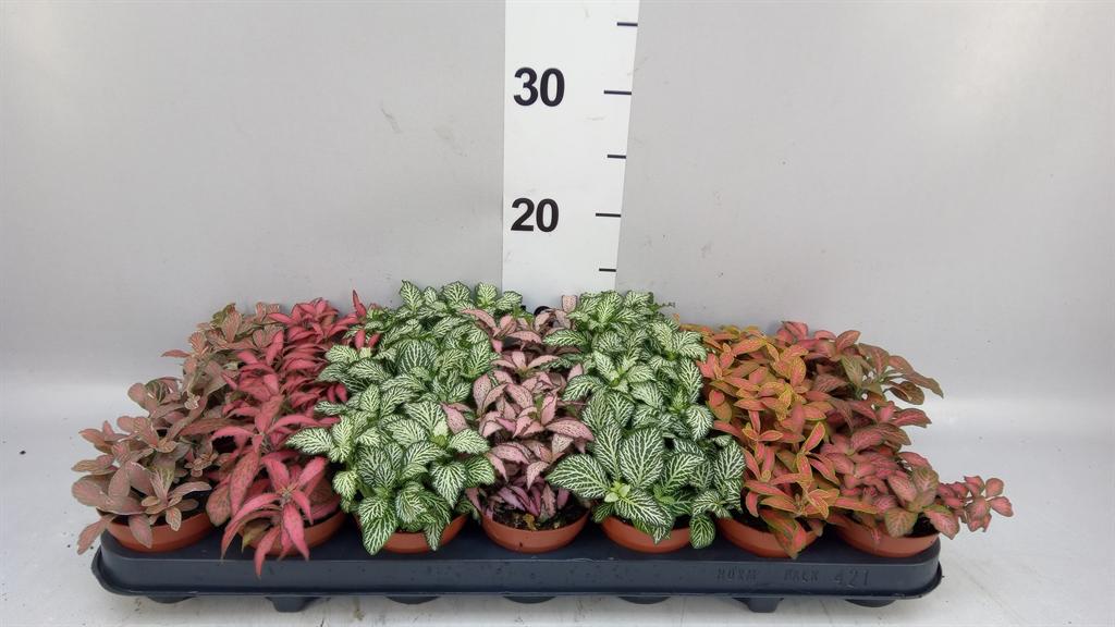 Горшечные цветы и растения оптом Gaultheria Mucronata AA от 12шт из Голландии с доставкой по России