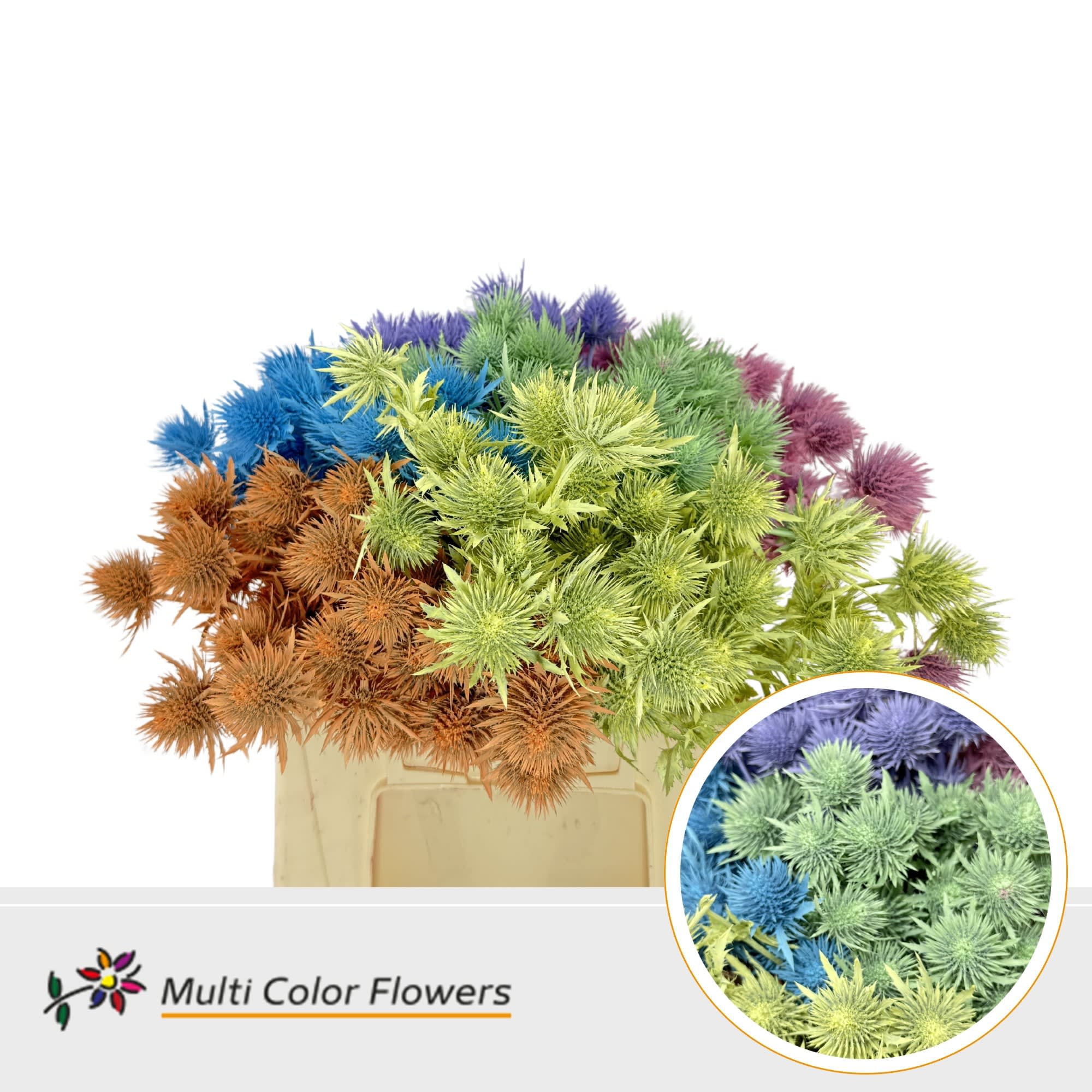 Срезанные цветы оптом Eryngium paint mix pastel от 60шт из Голландии с доставкой по России