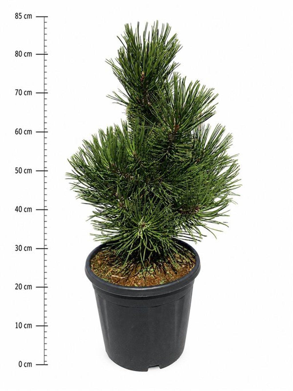 Горшечные цветы и растения оптом Pinus Heldreichii Little Dracula от 1шт из Голландии с доставкой по России