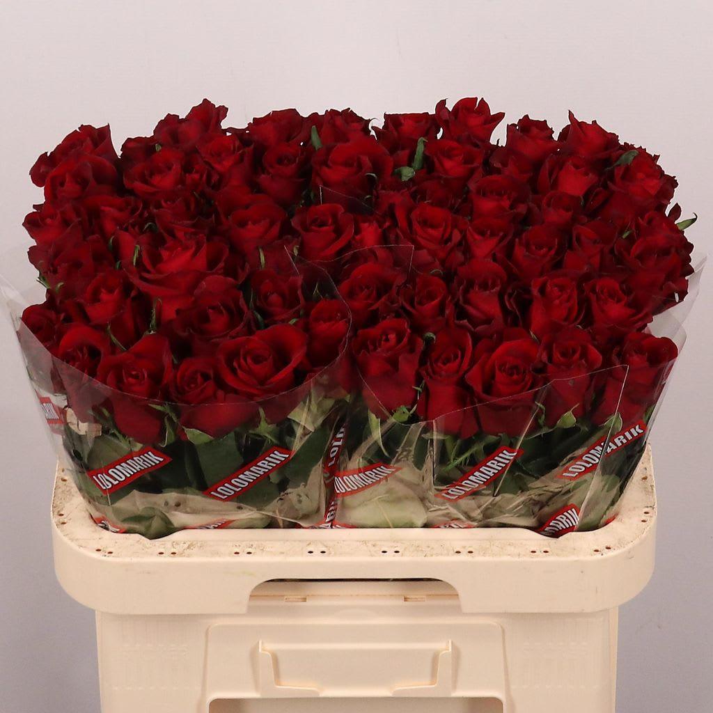 Срезанные цветы оптом Rosa large ever red от 60шт из Голландии с доставкой по России