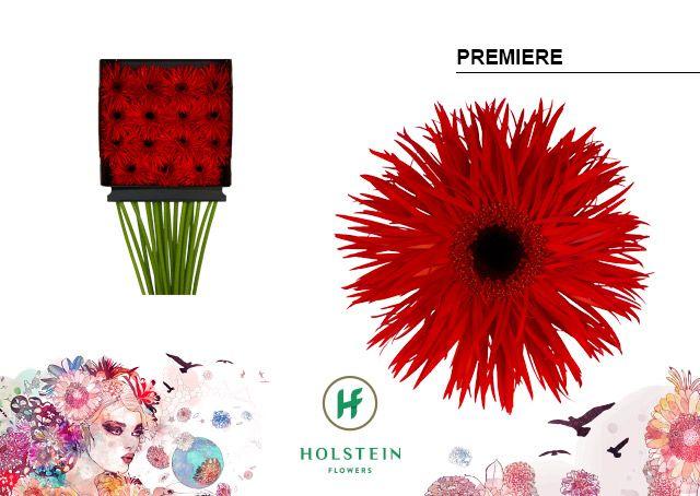 Срезанные цветы оптом Gerbera diamond gerspider big premiere от 15шт из Голландии с доставкой по России