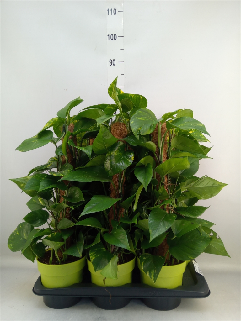 Горшечные цветы и растения оптом Epipremnum Pinn.   ...moss Stick от 6шт из Голландии с доставкой по России