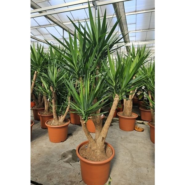 Горшечные цветы и растения оптом Yucca Elephantipes Branched от 1шт из Голландии с доставкой по России