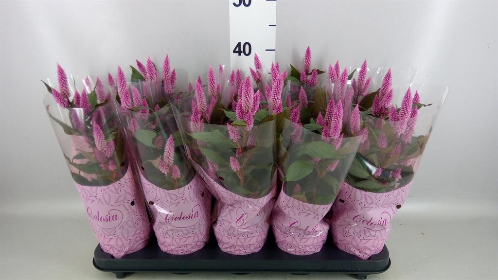 Горшечные цветы и растения оптом Celosia Spic. merida Pink A от 10шт из Голландии с доставкой по России