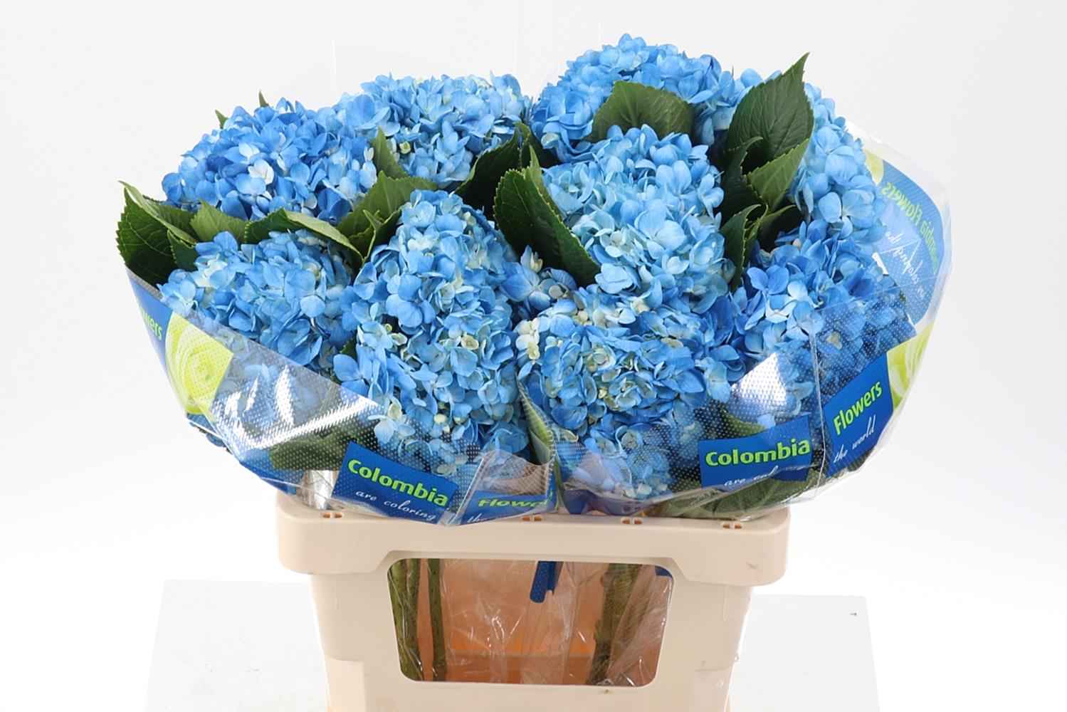 Срезанные цветы оптом Hydrangea blue dark от 10шт из Голландии с доставкой по России