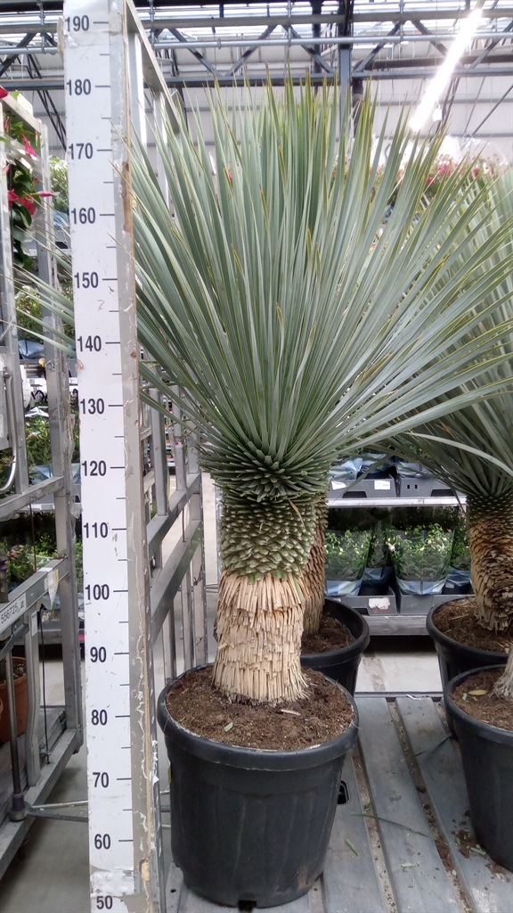 Горшечные цветы и растения оптом Yucca Rostrata от 1шт из Голландии с доставкой по России