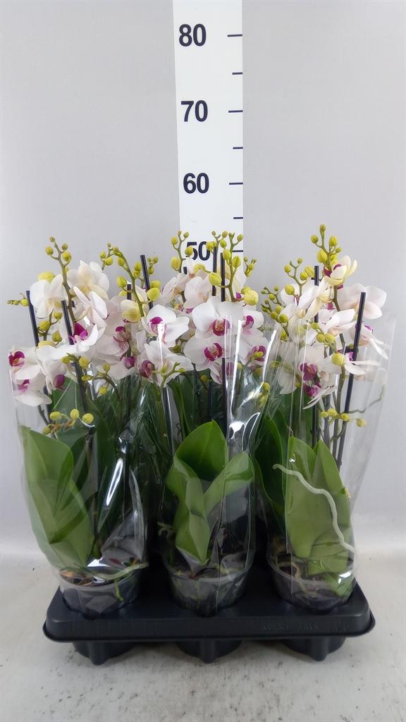 Горшечные цветы и растения оптом Phalaenopsis Multi. fc Safe Haven от 6шт из Голландии с доставкой по России