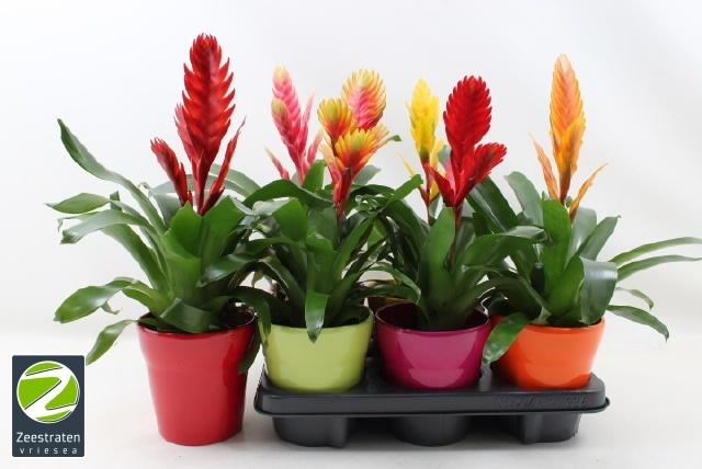 Горшечные цветы и растения оптом Vries Gem 6 Srt от 6шт из Голландии с доставкой по России