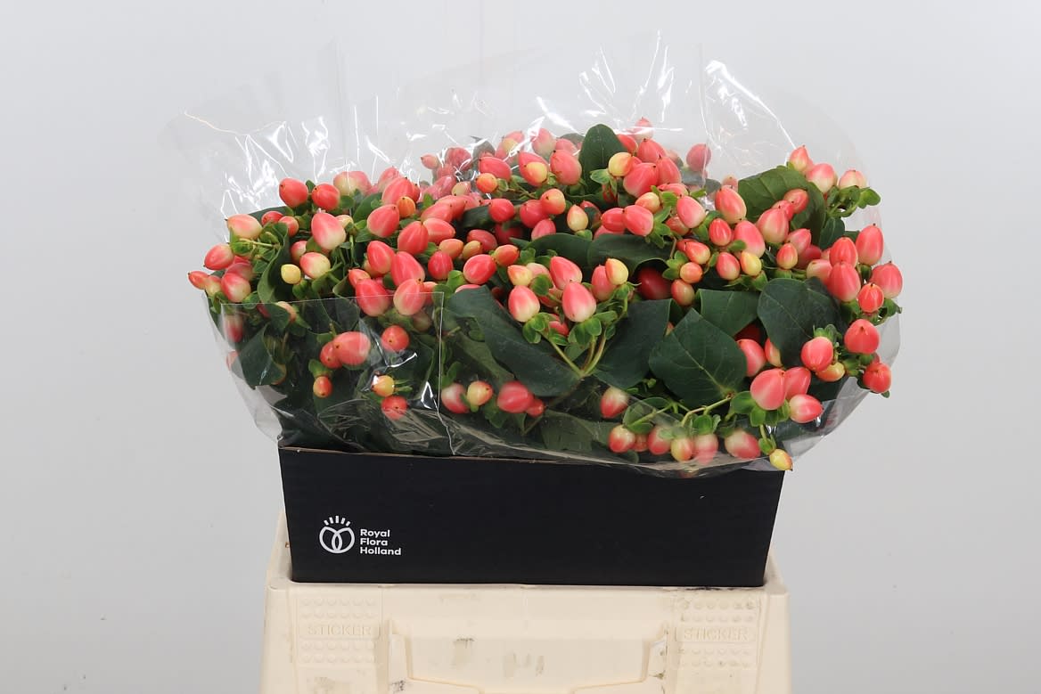 Срезанные цветы оптом Hypericum mag royal princess от 50шт из Голландии с доставкой по России