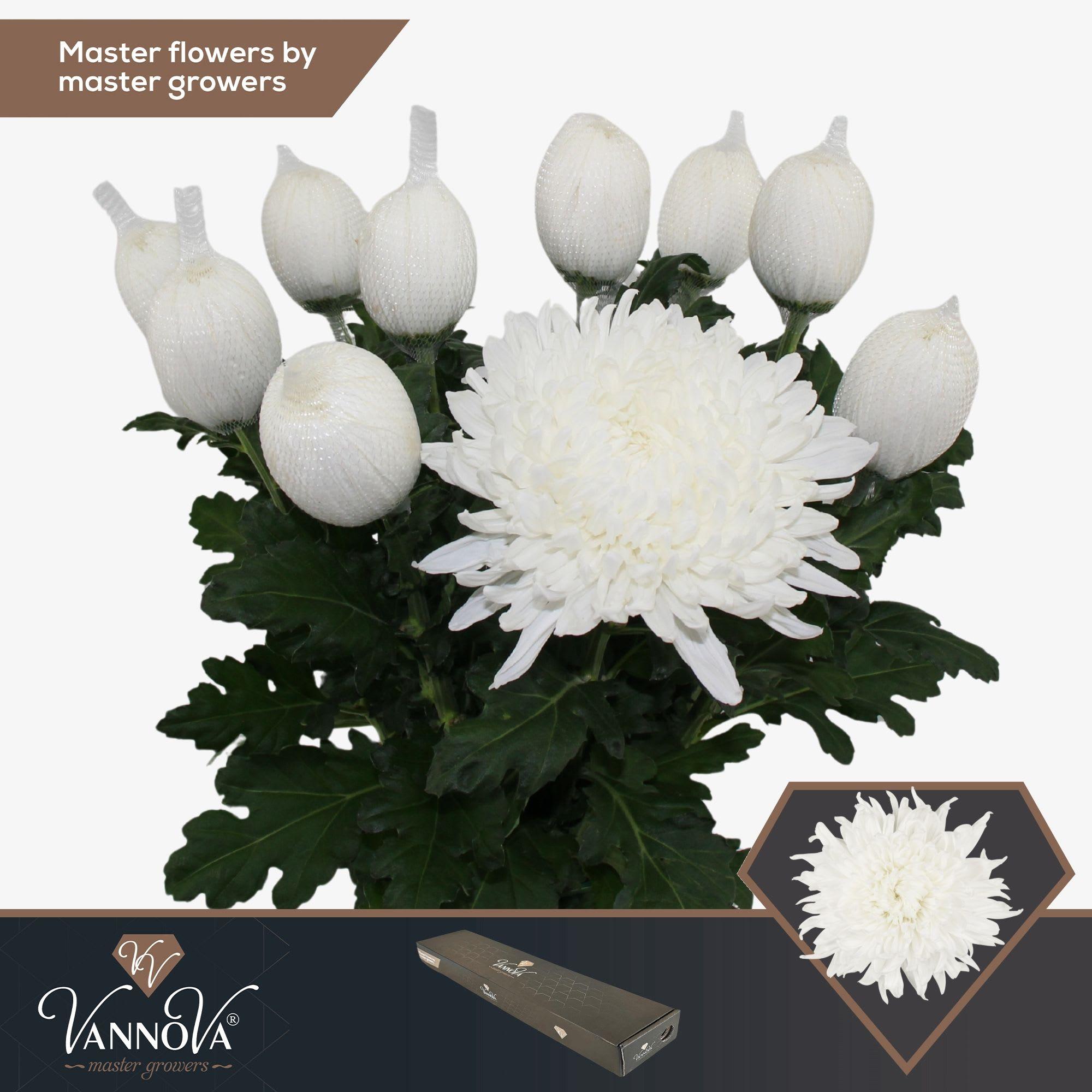 Срезанные цветы оптом Chrys bl stravina от 20шт из Голландии с доставкой по России