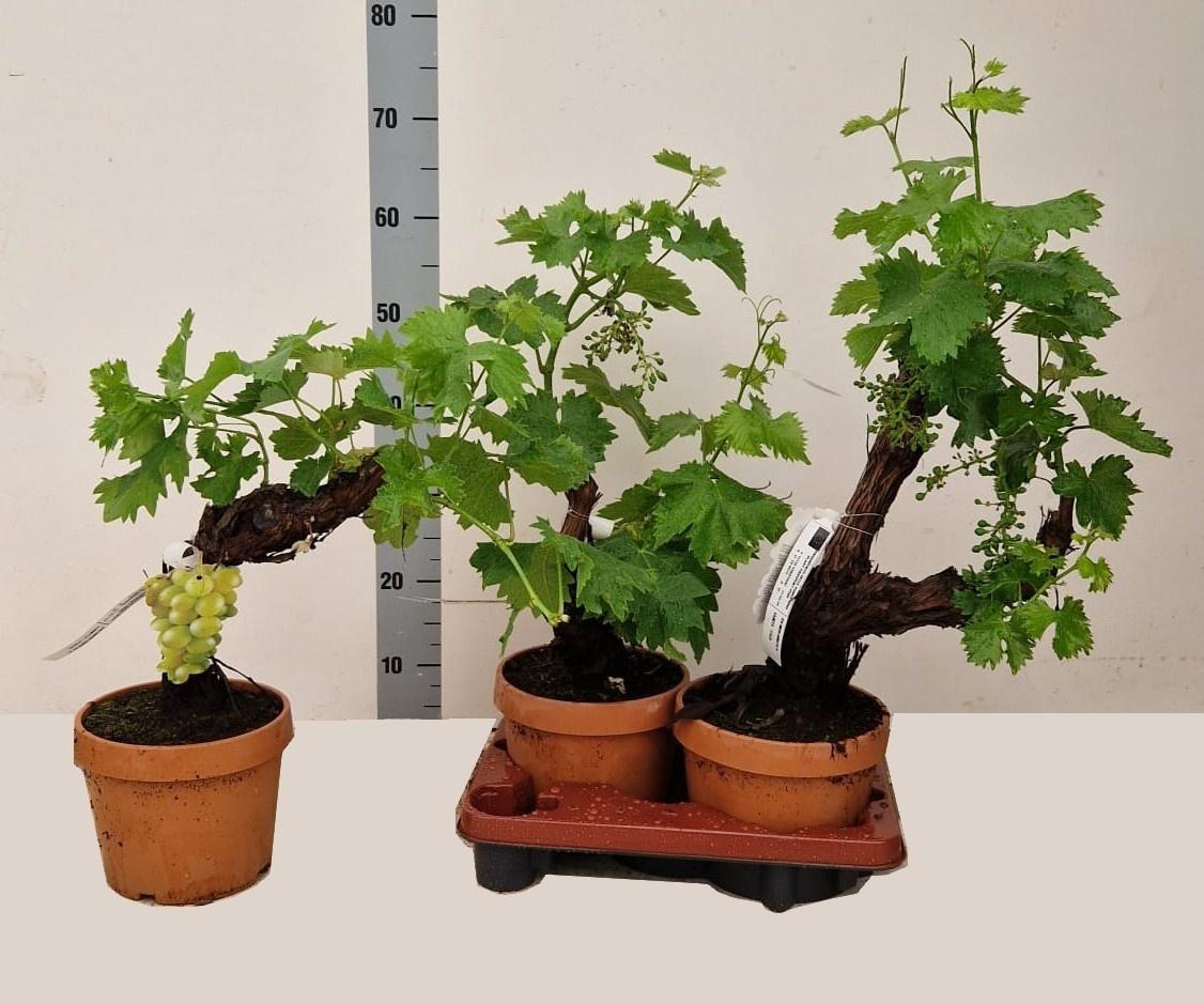 Горшечные цветы и растения оптом Vitis Vinifera от 3шт из Голландии с доставкой по России