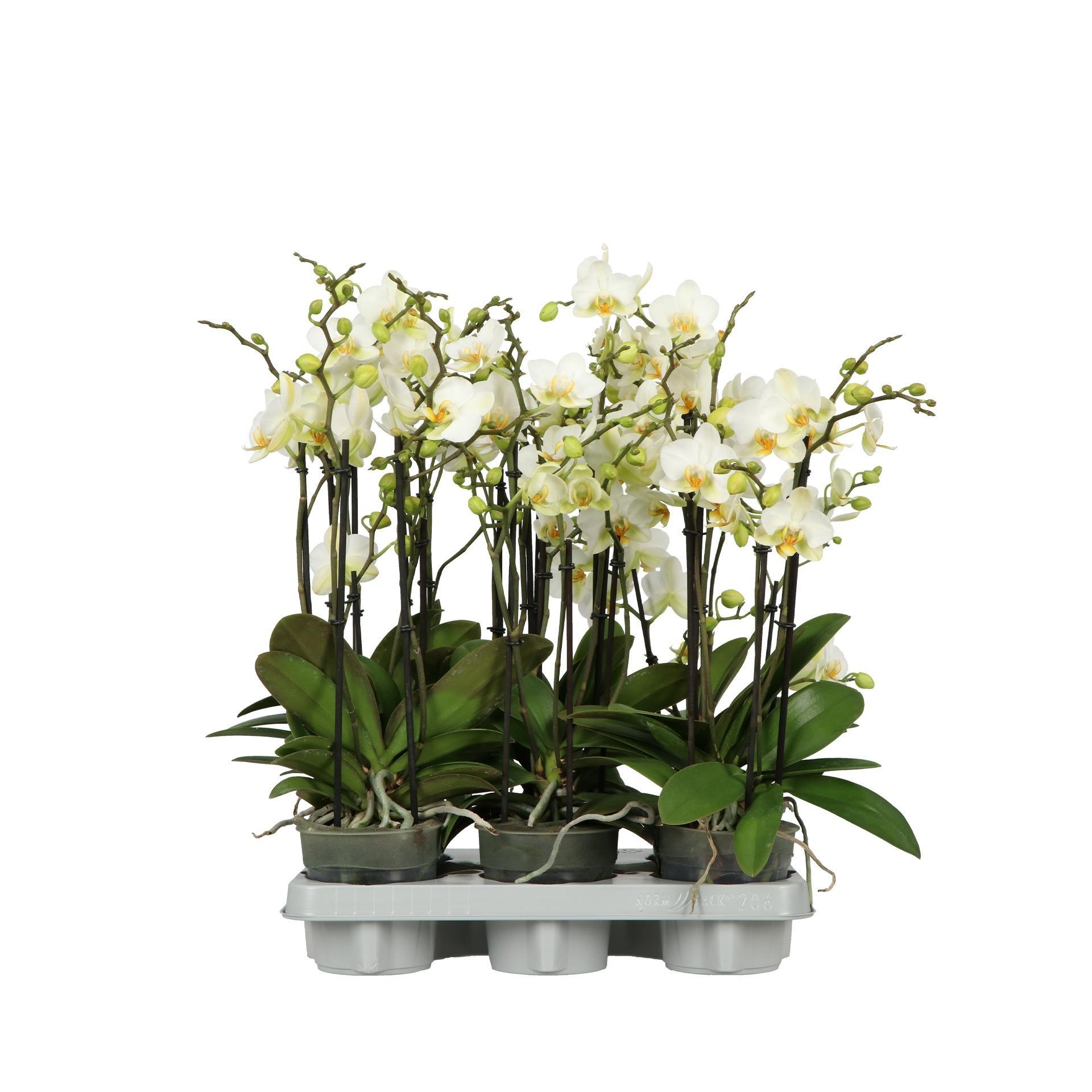 Горшечные цветы и растения оптом Phalaenopsis Mf. Boquetto Beauty от 10шт из Голландии с доставкой по России
