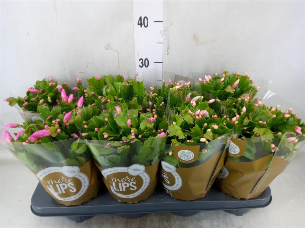 Горшечные цветы и растения оптом Schlumbergera   ... от 8шт из Голландии с доставкой по России