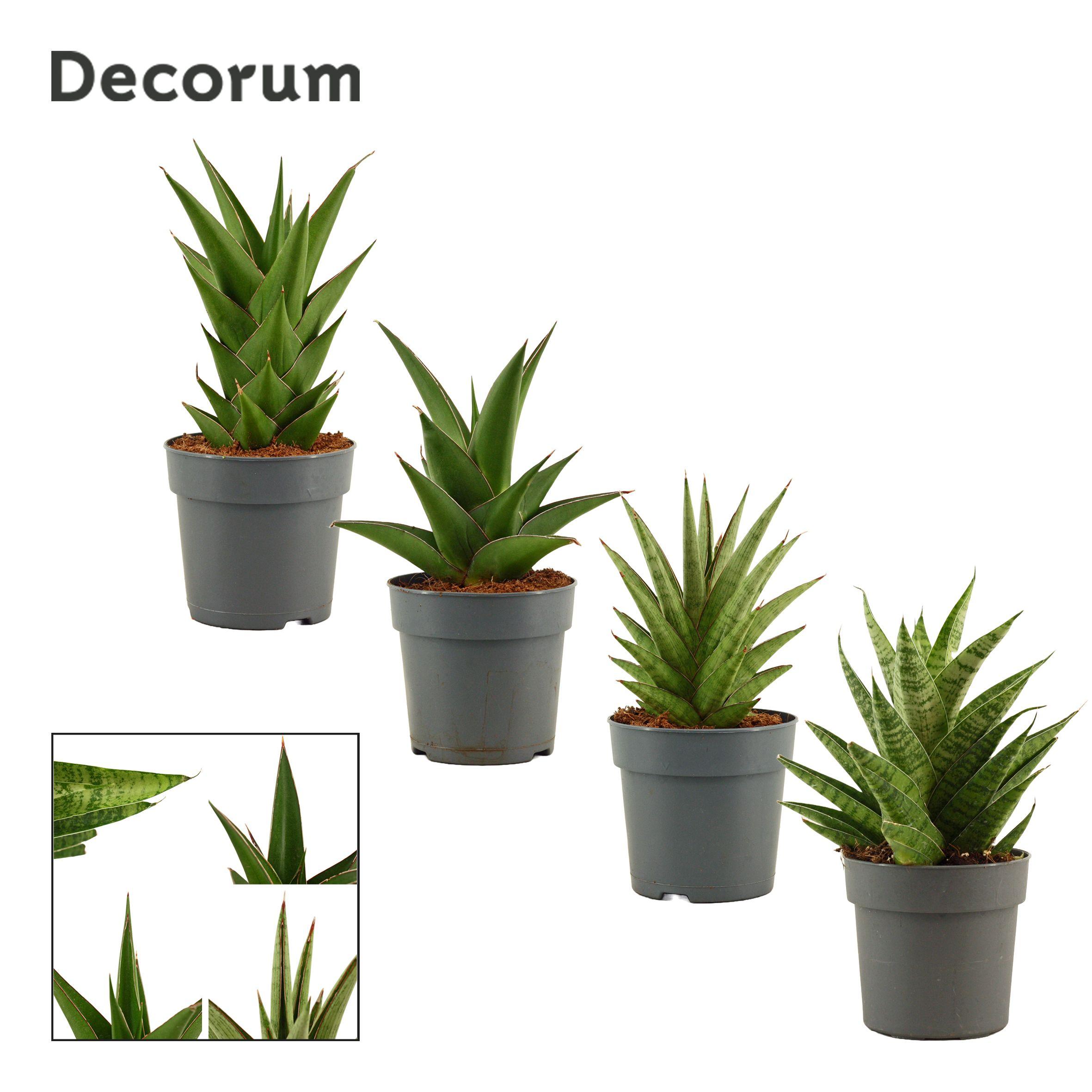 Горшечные цветы и растения оптом Sansevieria Crown Mix от 6шт из Голландии с доставкой по России
