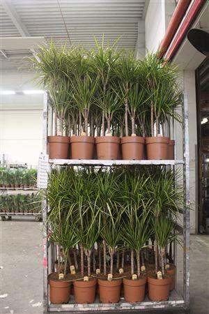 Горшечные цветы и растения оптом Dra Marg Sunray 60-30 Cm от 1шт из Голландии с доставкой по России