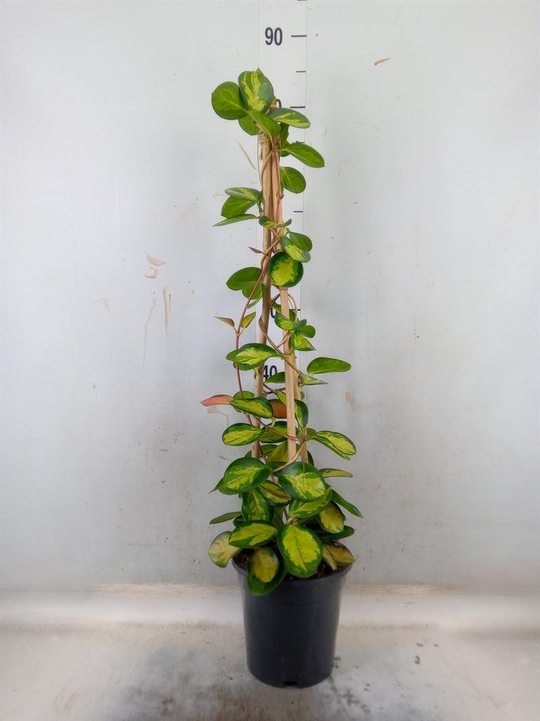 Горшечные цветы и растения оптом Hoya Australis от 1шт из Голландии с доставкой по России