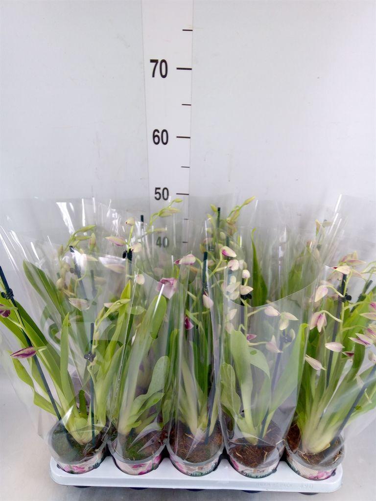 Горшечные цветы и растения оптом Miltoniopsis   ... от 10шт из Голландии с доставкой по России