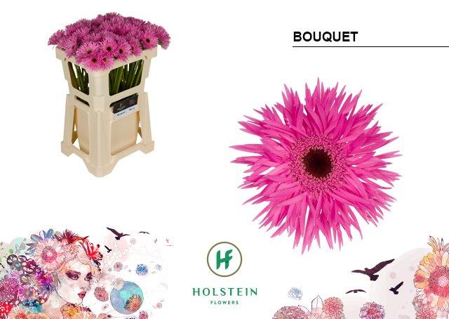 Срезанные цветы оптом Germini gerspider bouquet от 80шт из Голландии с доставкой по России
