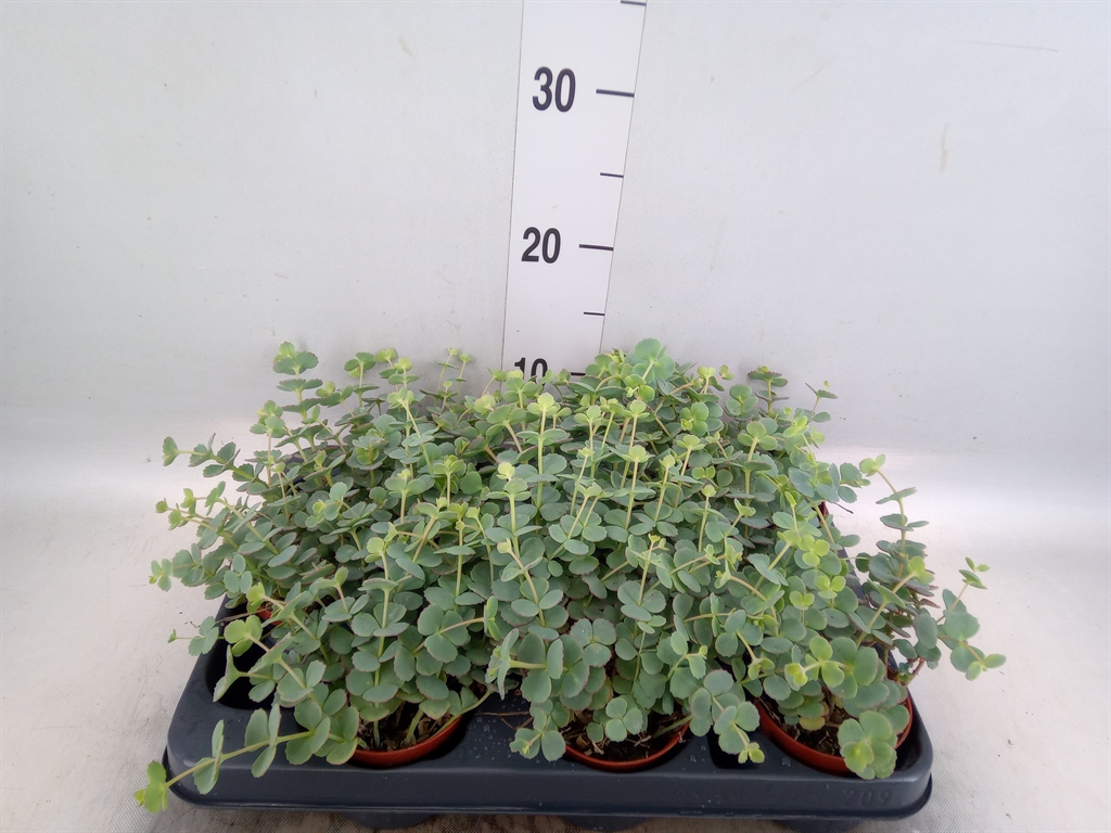 Горшечные цветы и растения оптом Sedum Sieboldii от 9шт (для телеги) из Голландии с доставкой по России