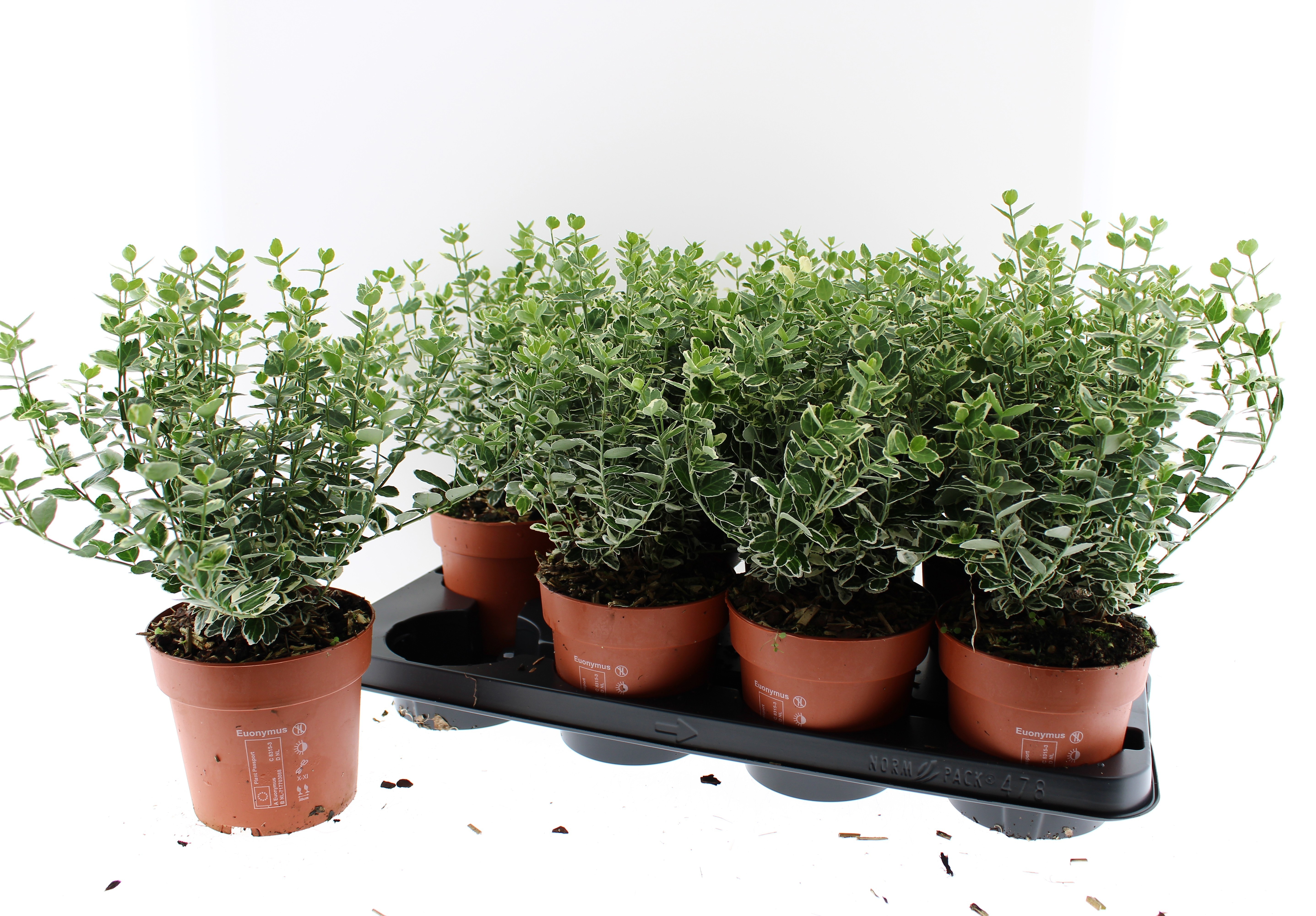 Горшечные цветы и растения оптом Euonymus F Em Gaiety от 8шт из Голландии с доставкой по России