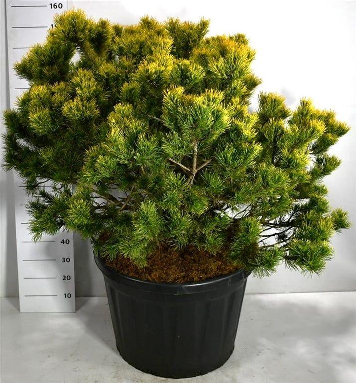 Горшечные цветы и растения оптом Pinus Mugo Winter Gold от 1шт из Голландии с доставкой по России