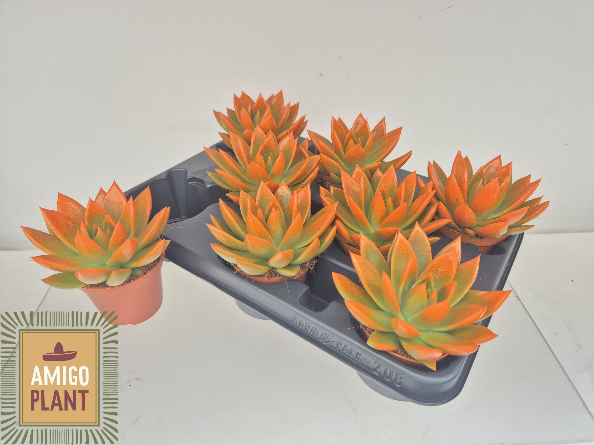 Горшечные цветы и растения оптом Echev Miranda от 8шт (для телеги) из Голландии с доставкой по России