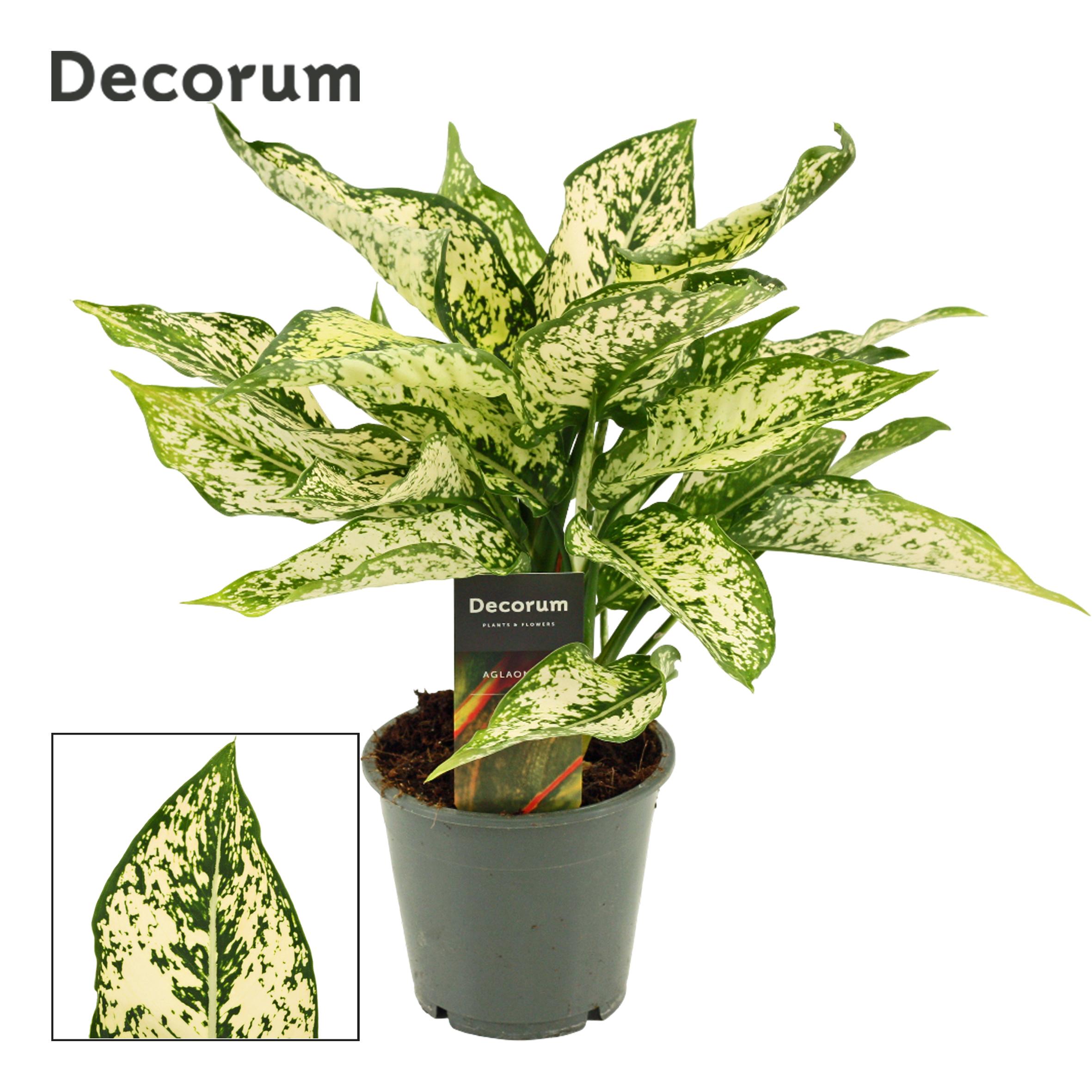 Горшечные цветы и растения оптом Aglaonema First Diamond от 10шт из Голландии с доставкой по России