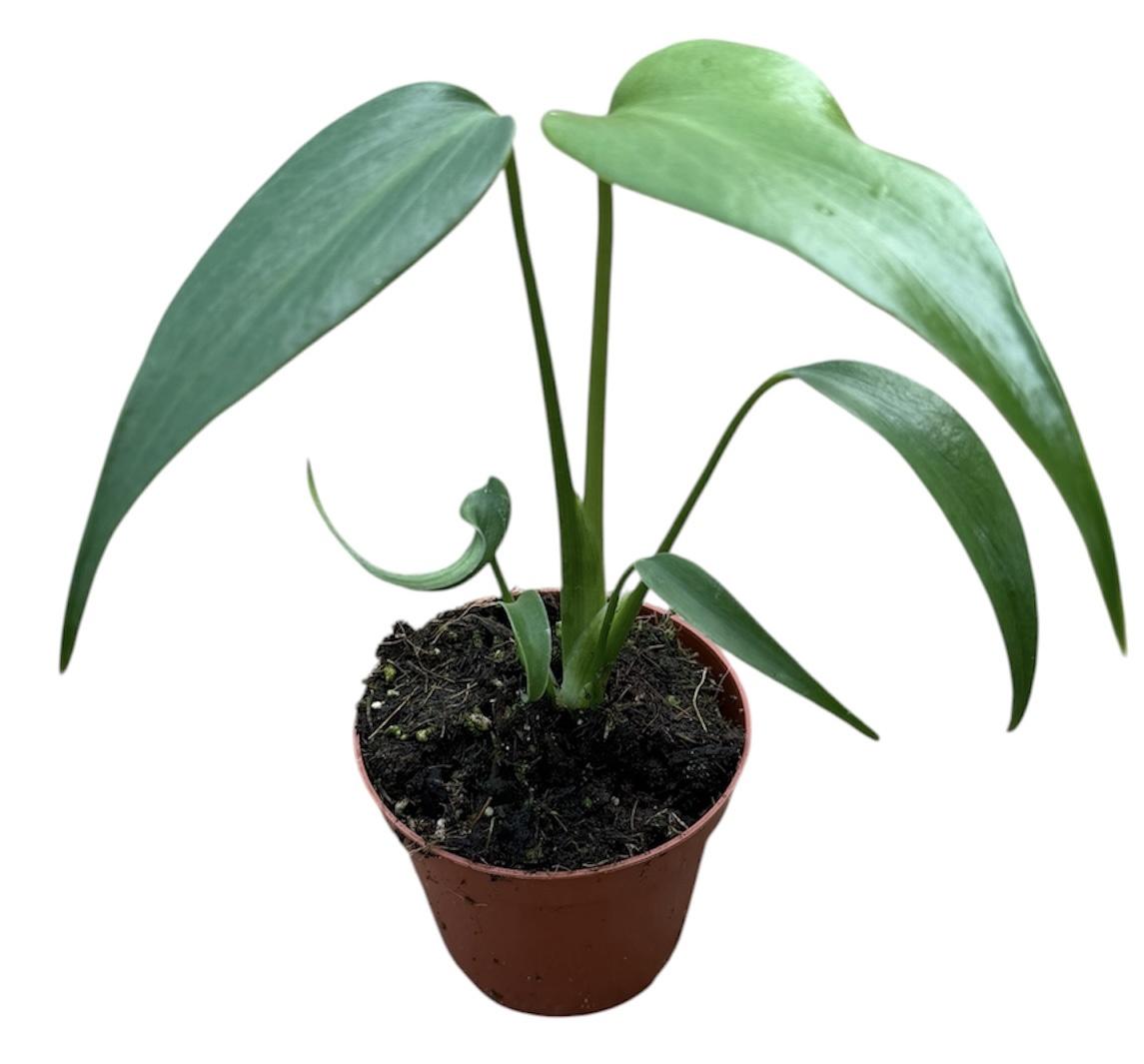 Горшечные цветы и растения оптом Monstera Burle Marx Flame от 1шт из Голландии с доставкой по России Горшечные цветы и растения оптом Monstera Burle Marx Flame от 1шт из Голландии с доставкой по России