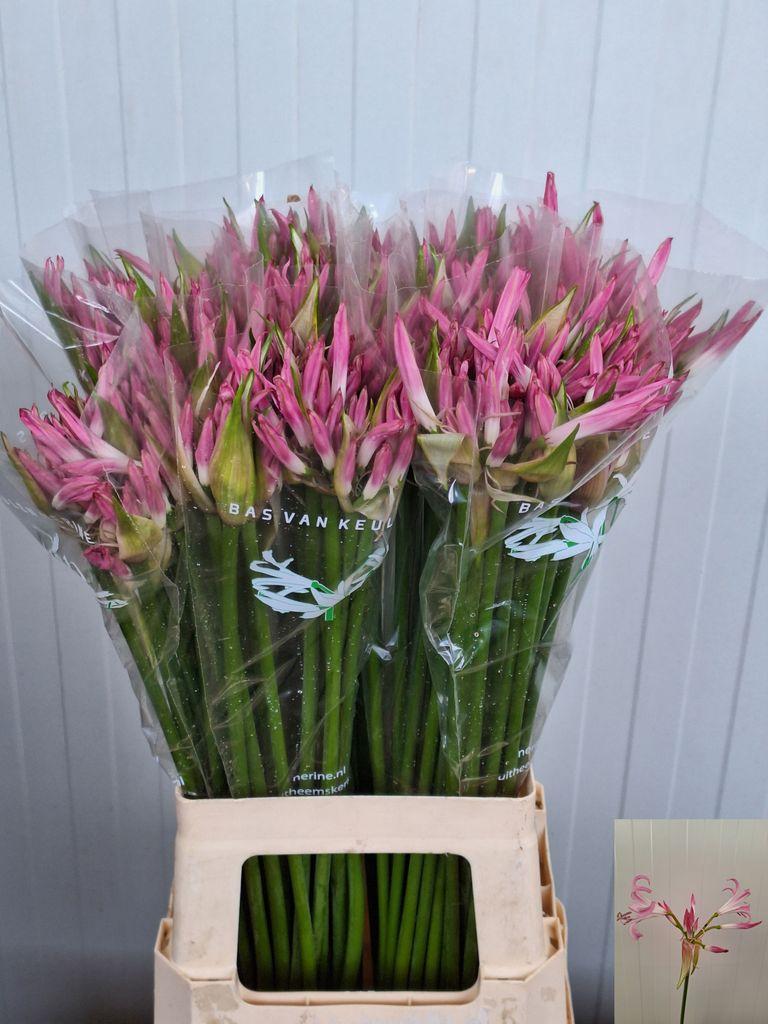 Срезанные цветы оптом Nerine carnaval от 100шт из Голландии с доставкой по России