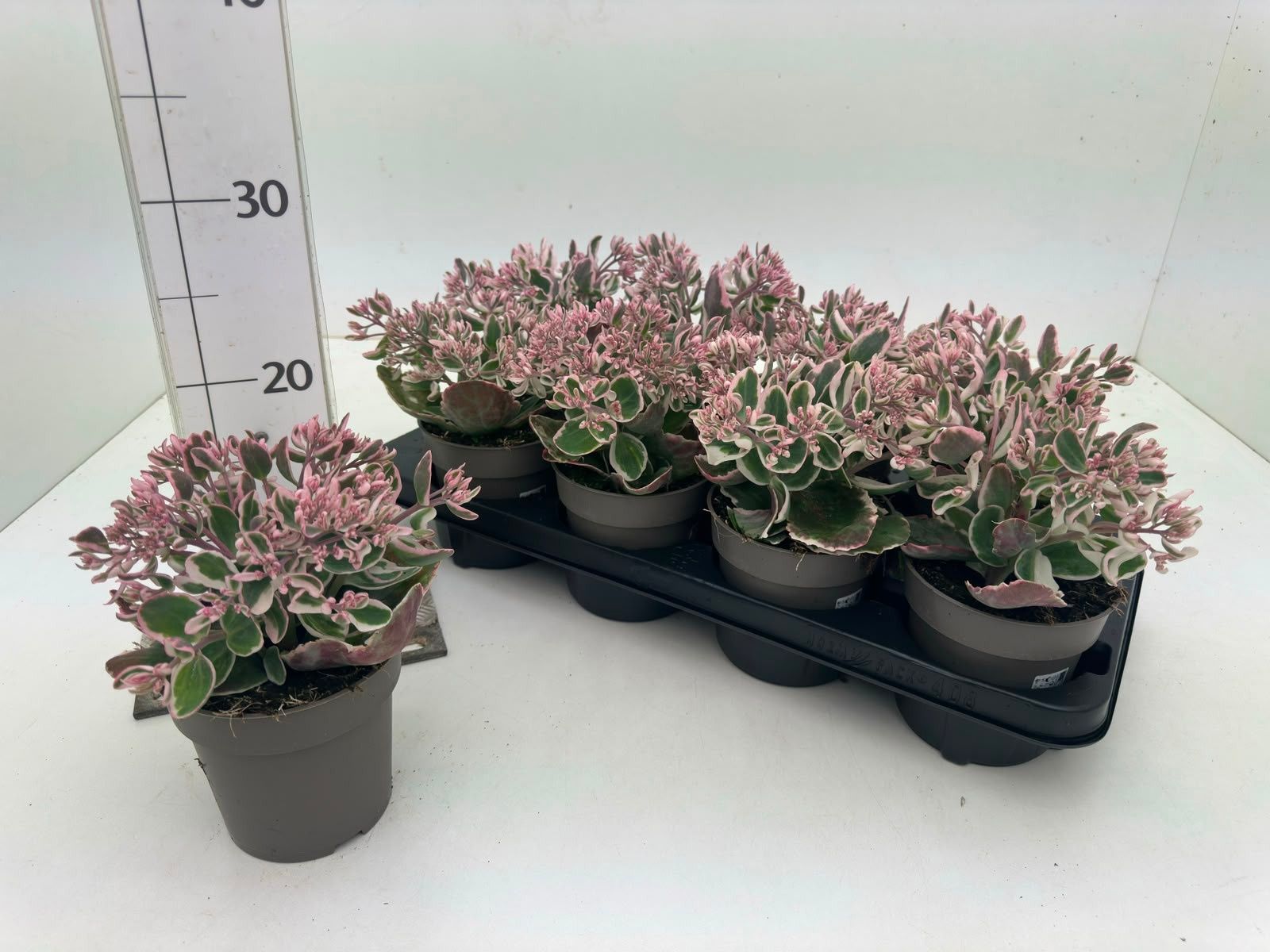 Горшечные цветы и растения оптом Sedum Te Vie En Rose от 8шт из Голландии с доставкой по России
