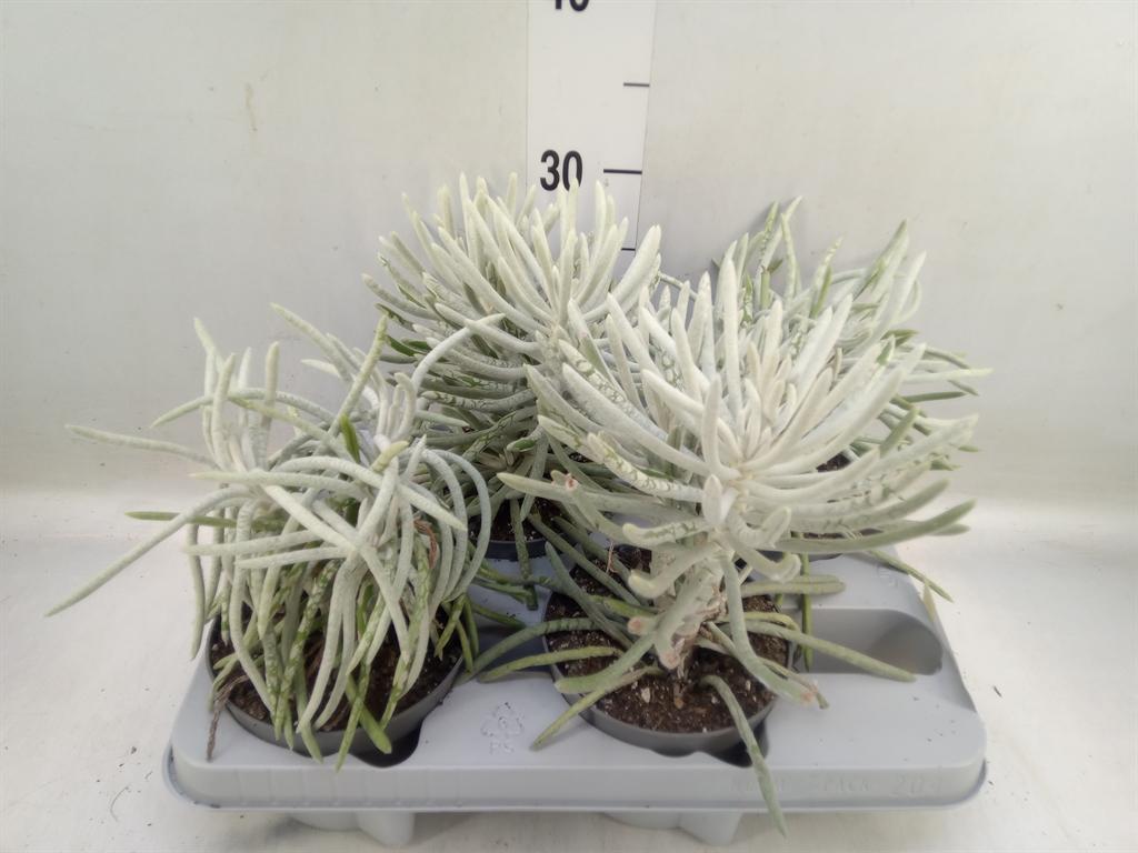 Горшечные цветы и растения оптом Senecio   ... от 4шт из Голландии с доставкой по России