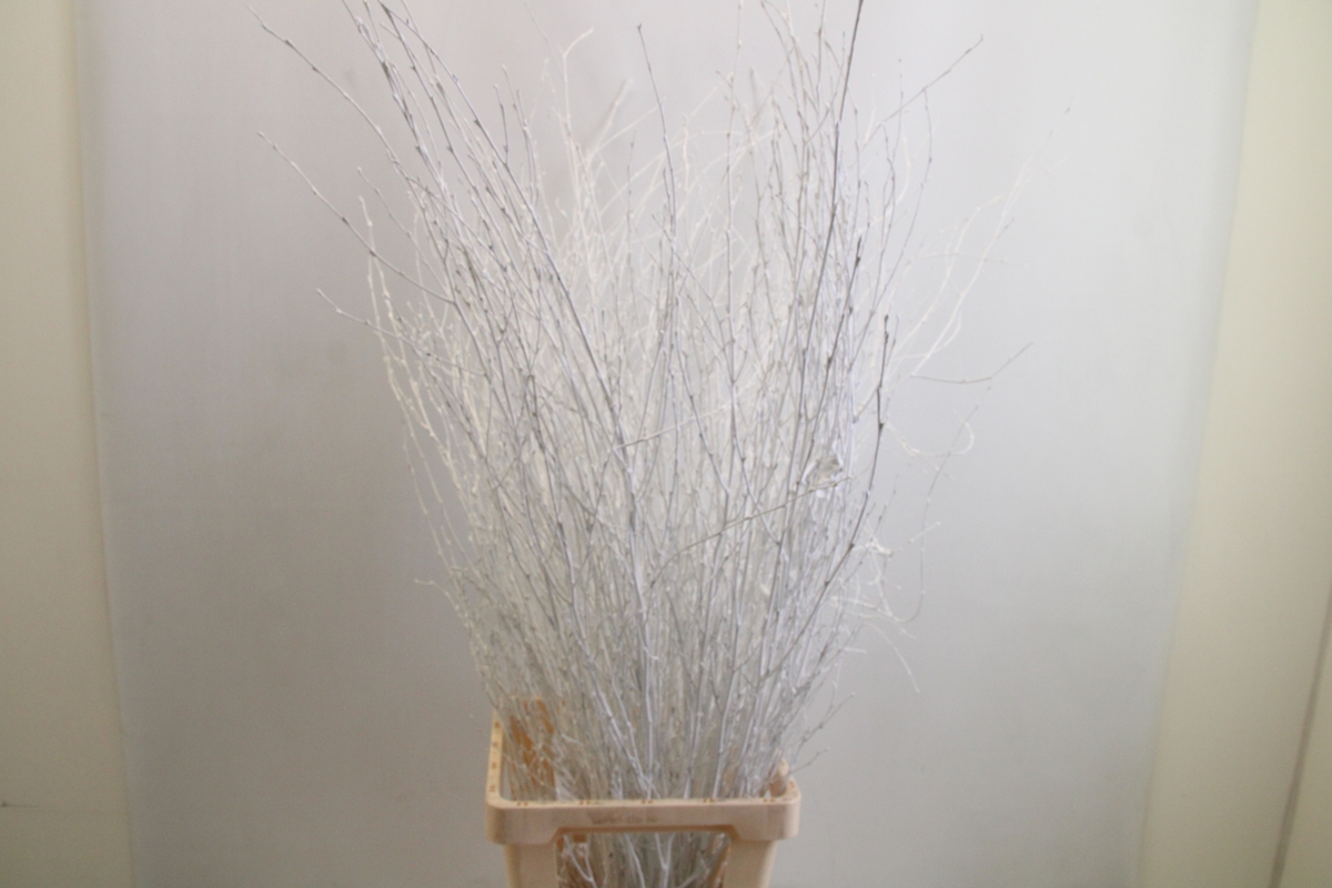 Срезанные цветы оптом Betula paint white от 10шт из Голландии с доставкой по России