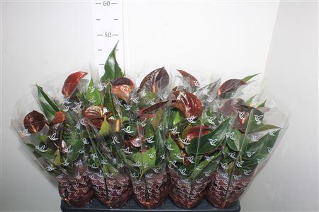 Горшечные цветы и растения оптом Anthu An C Chocolate 5+ от 10шт из Голландии с доставкой по России