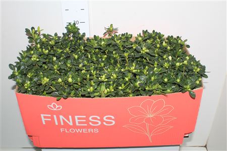 Горшечные цветы и растения оптом Rhodo Si Ov от 8шт из Голландии с доставкой по России