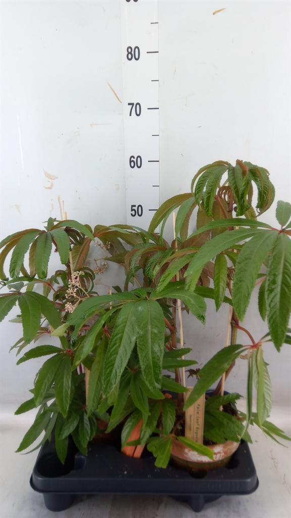 Горшечные цветы и растения оптом Begonia Bd   ... от 2шт (для телеги) из Голландии с доставкой по России