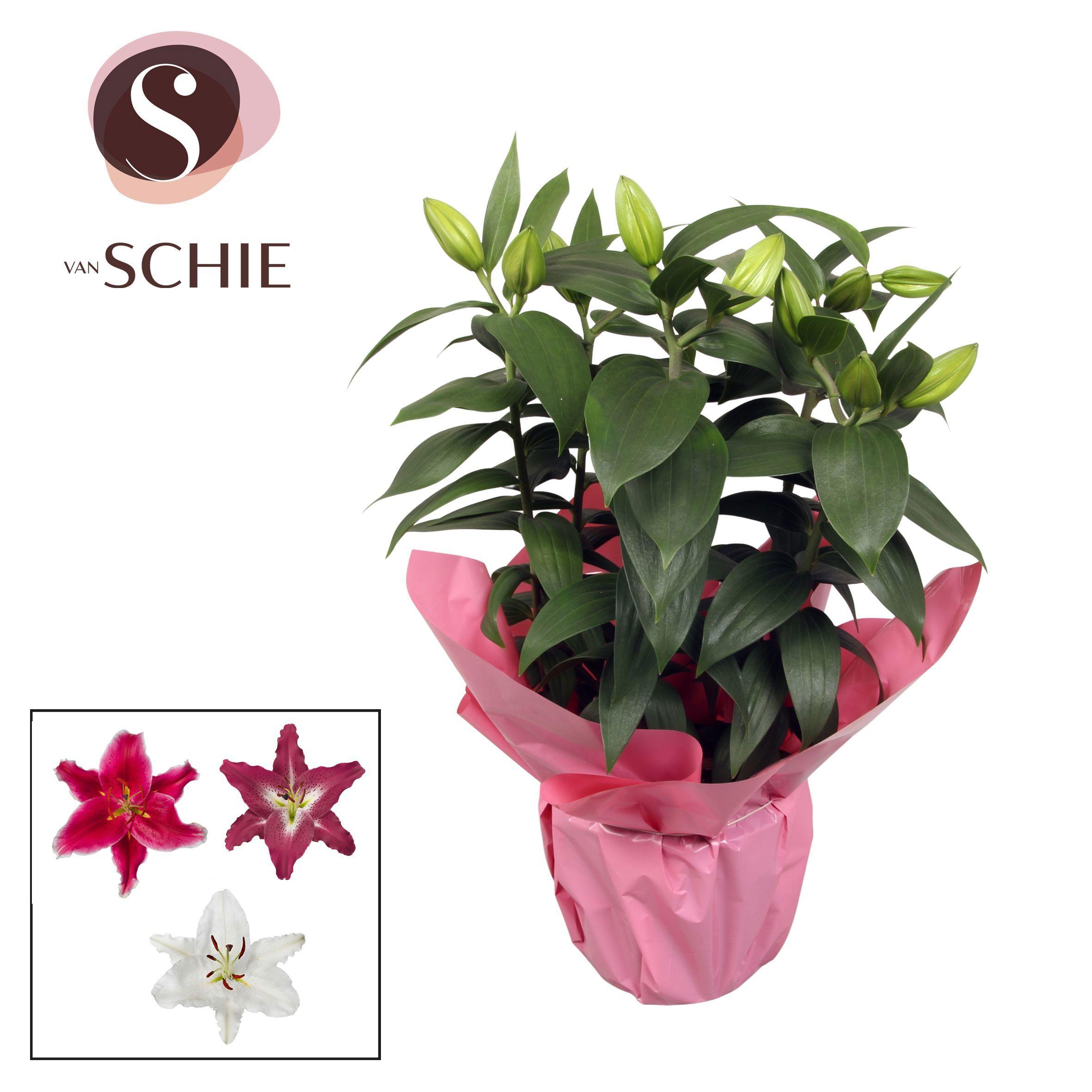 Горшечные цветы и растения оптом Lilium Or Mix 5pp Rondella Pink от 5шт из Голландии с доставкой по России