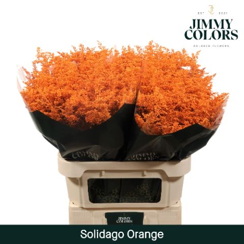 Срезанные цветы оптом Solidago paint orange от 100шт из Голландии с доставкой по России